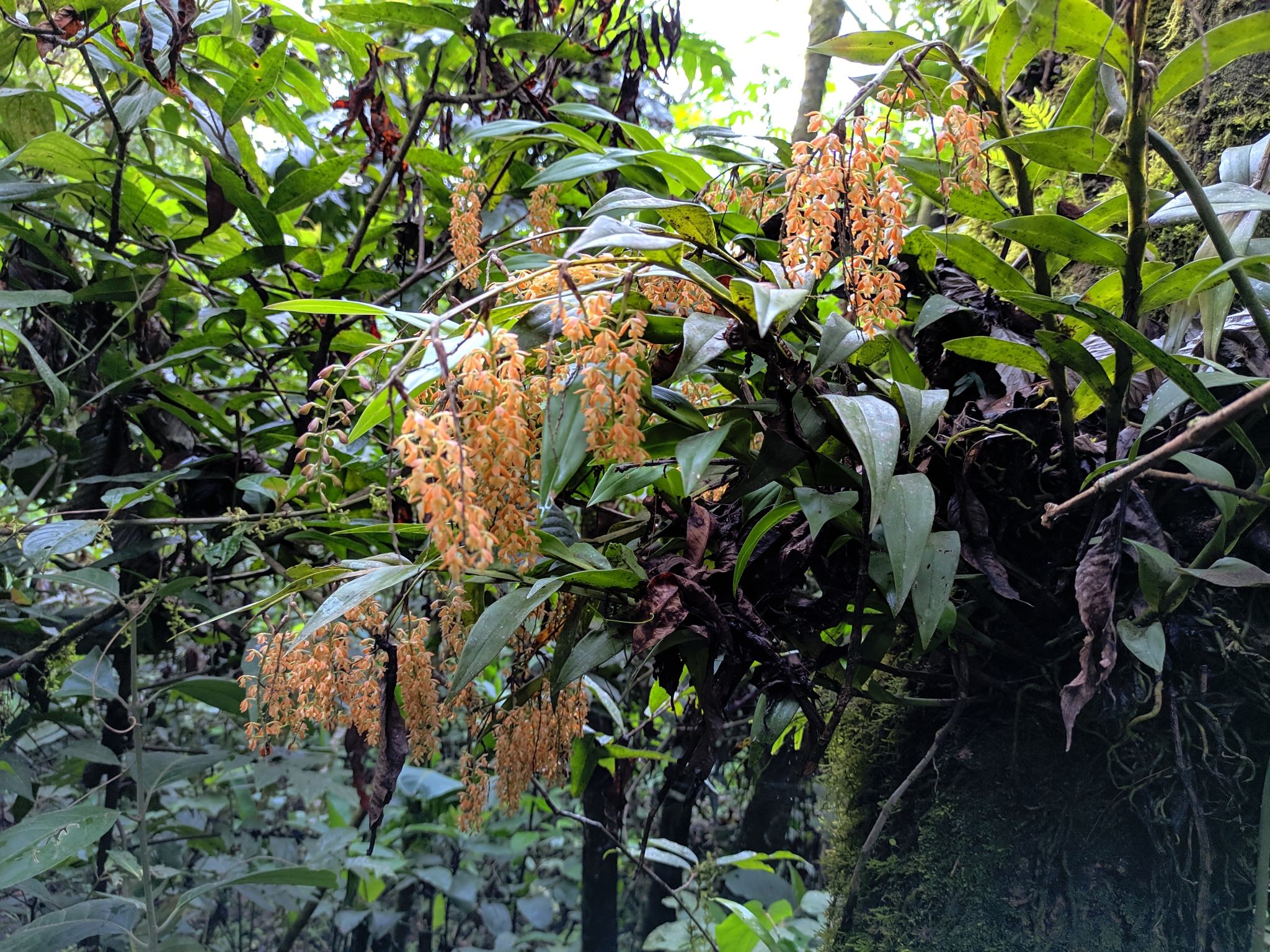 Epidendrum polyanthum